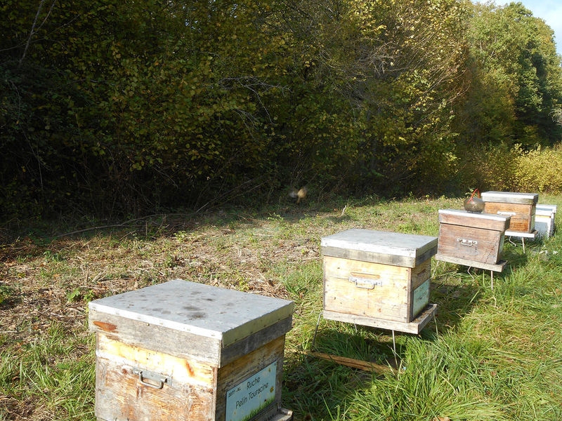 La ruche Pelin Touracine